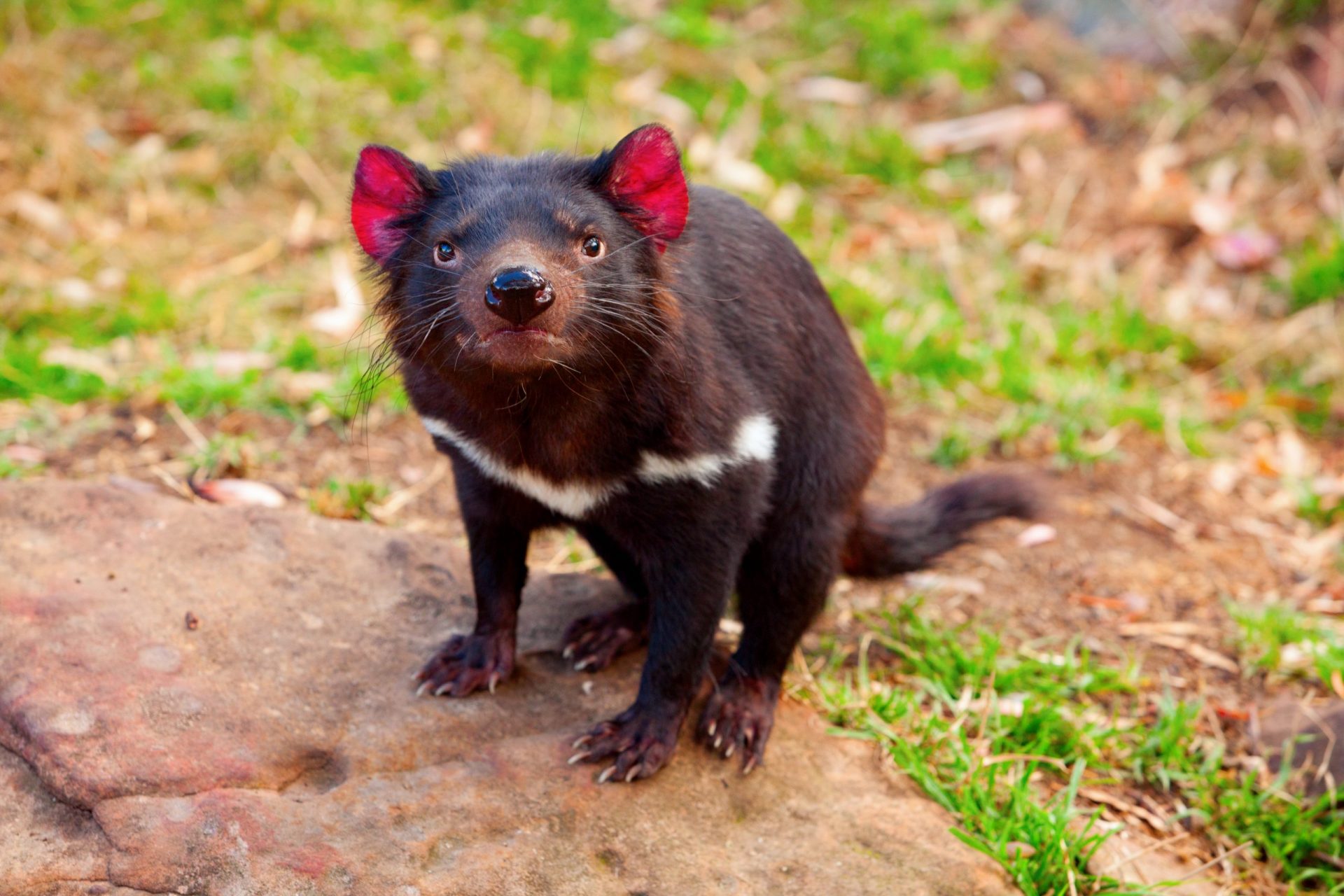 Tasmanian devil australia