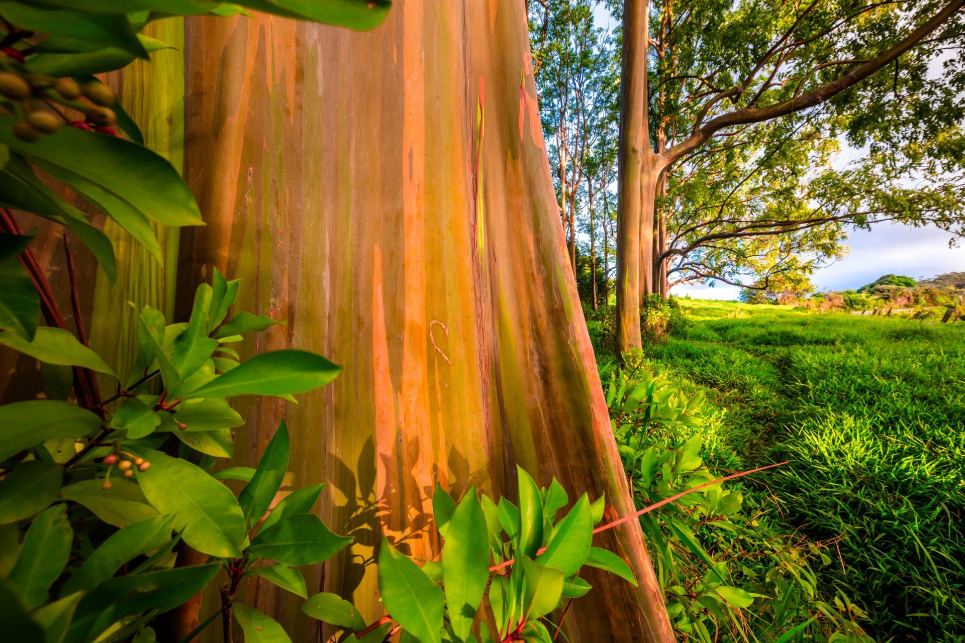 Rainbow Eucalyptus Trees in Hawaii